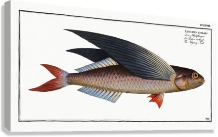Flying-Fish Exocoetus evolans Canvas Print