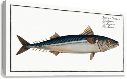 Mackrel Scomber Scomber Canvas Print