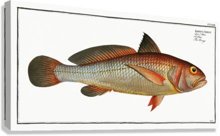 Aney Johnius Aneus Canvas Print