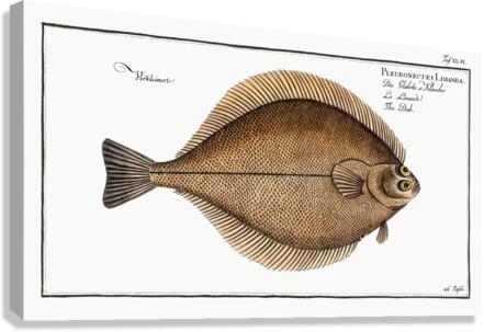 Dab Pleuronectes Limanda Canvas Print