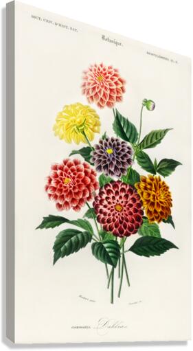 Dahlia Canvas Print