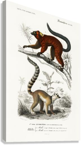Lemur Canvas Print