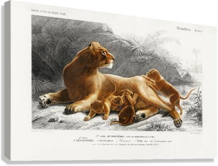 Fails Leo Canvas Print