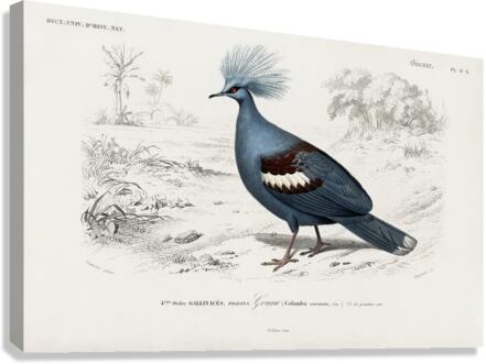 Goura Canvas Print