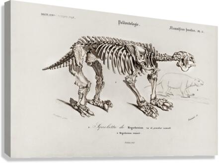 Megatherium Canvas Print