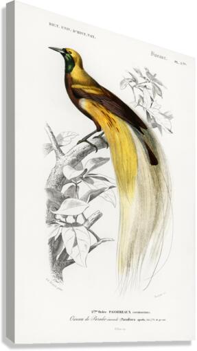 Trichipteris excelsa Canvas Print