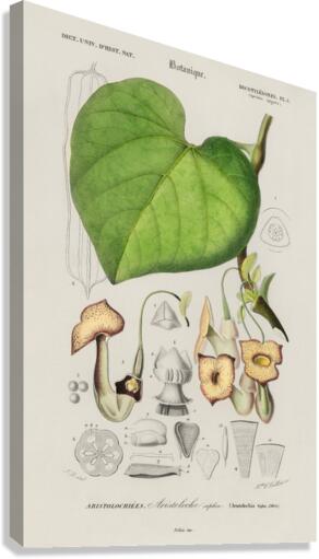 Pipevine Canvas Print