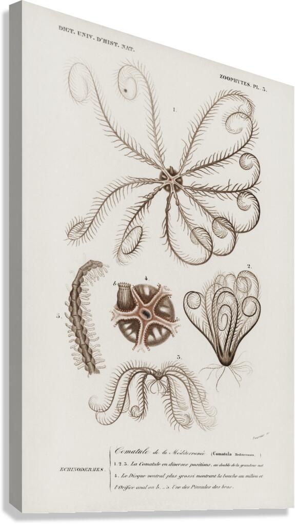 Comatula Mediterranea Canvas Print
