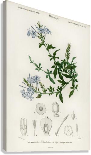 Plumbago Capensis Canvas Print