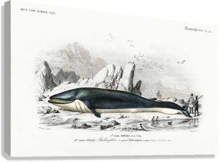 Balaenoptera rorqual Canvas Print