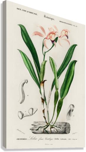 Lelia cattleioides Canvas Print