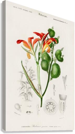 Anna speciosa Canvas Print
