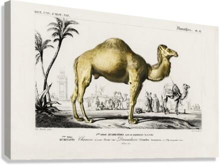 Camel Camelus Canvas Print