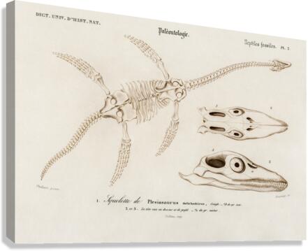 Plesiosaurus Canvas Print