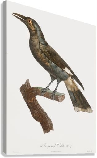 Curl-crested Manucode  Canvas Print