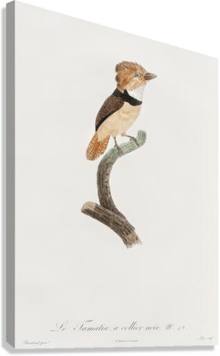 Black-necked stilt  Canvas Print