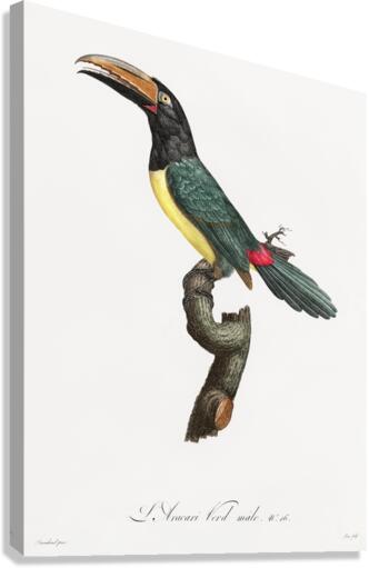Green aracari  Canvas Print