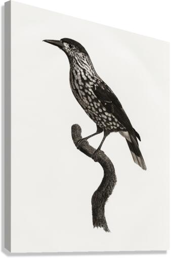 Nutcracker  Canvas Print