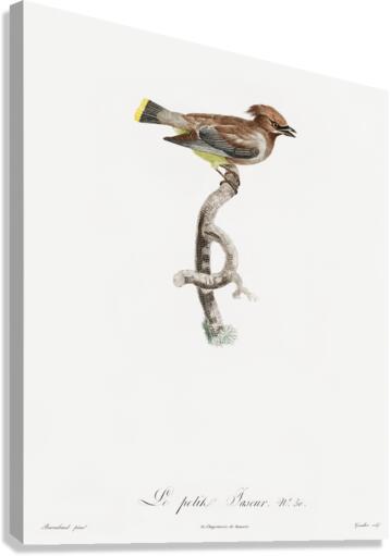 Little jay Canvas Print