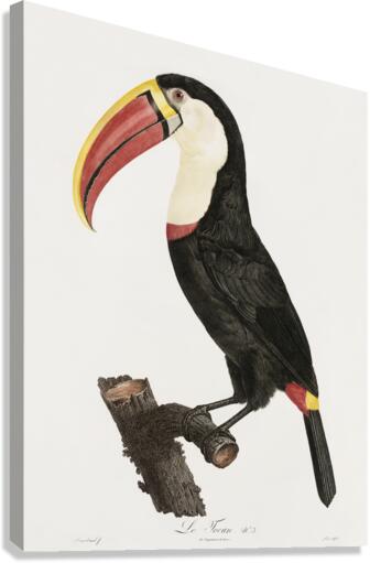 Toucan Canvas Print