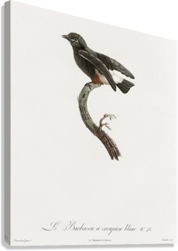 Swallow-winged puffbird  Canvas Print