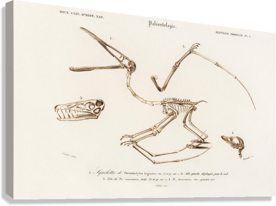 Pterosaur Pterodactylus Canvas Print