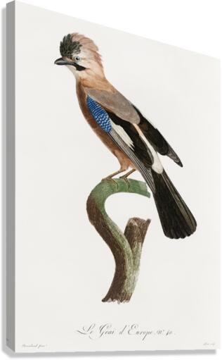 Eurasian Jay  Canvas Print