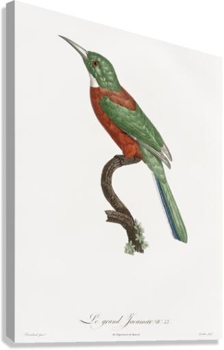 Great Jacamar Canvas Print