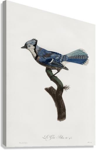 Blue Jay  Canvas Print