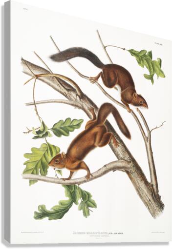 Soft-haired Squirrel Sciurus mollipilosus  Canvas Print