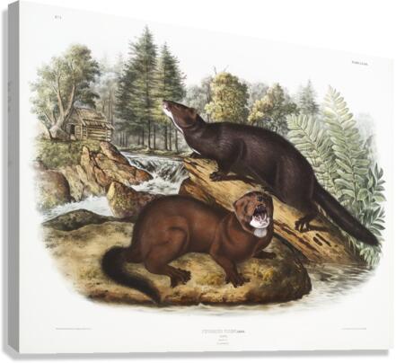 Mink Putorius vison  Canvas Print