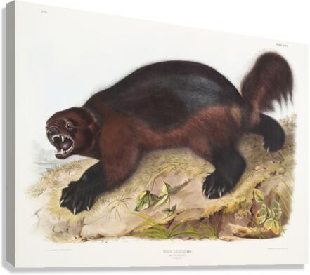 Wolverine Gulo luscus  Canvas Print