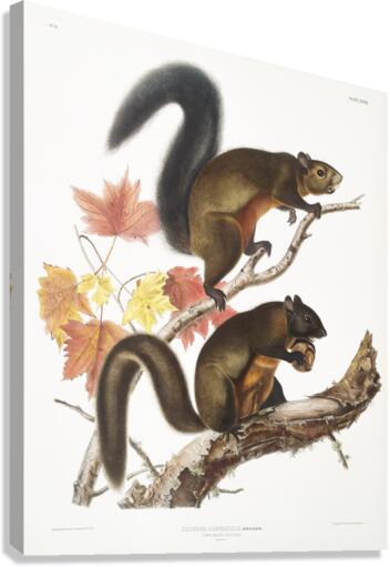Long-haired Squirrel Sciurus longipilis  Canvas Print