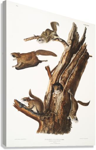 Flying Squirrel Pteromys volucella  Canvas Print