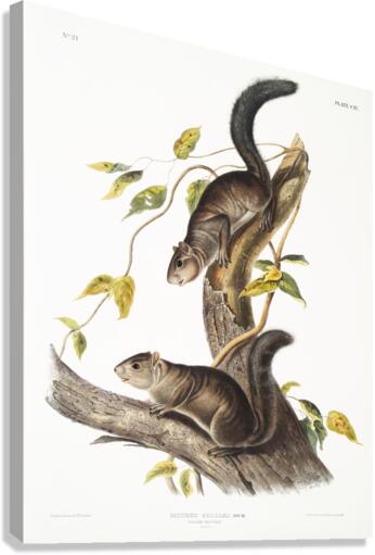 Collies Squirrel Sciurus colliaei  Canvas Print