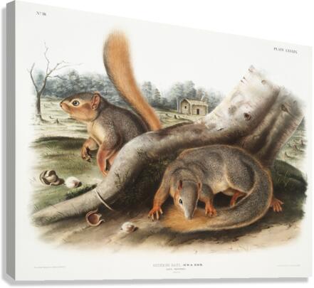 Squirrel Sciurus Sayi  Canvas Print