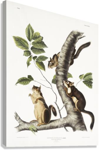 Squirrel Sciurus Douglassii  Canvas Print