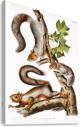 Migratory Squirrel Sciurus migratorius  Canvas Print