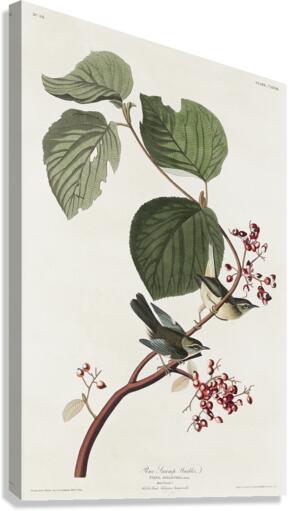 Pine Swamp Warbler Canvas Print