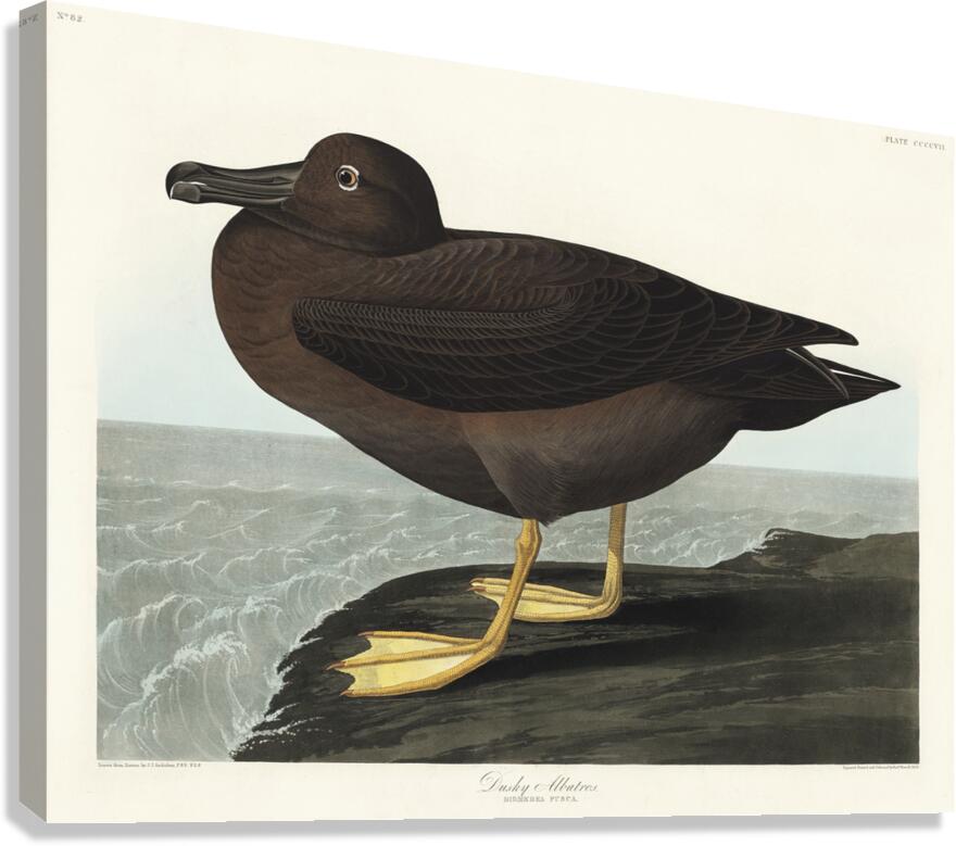Dusky Albatros Canvas Print