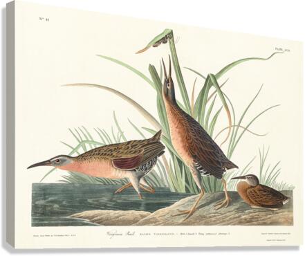 Virginia Rail Canvas Print