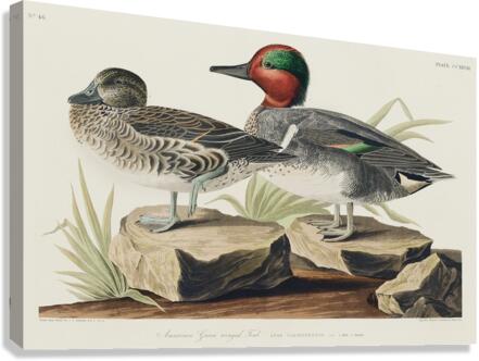 Broad-winged Hawk Impression sur toile