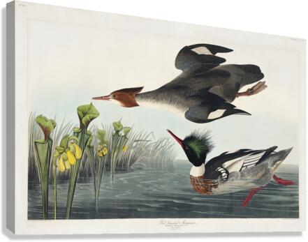 Red-breasted Merganser Canvas Print
