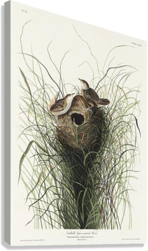 Nuttalls lesser-marsh Wren Canvas Print