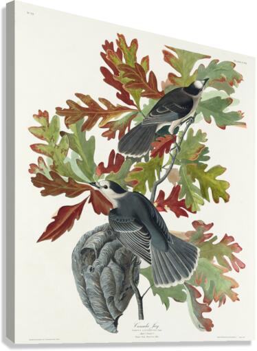 Canada Jay Canvas Print