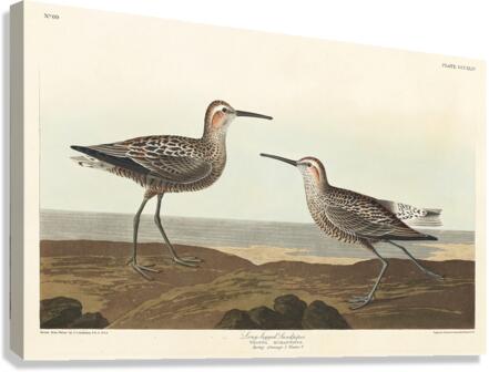 Long-legged Sandpiper Canvas Print