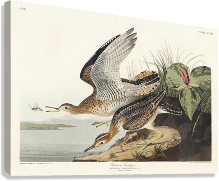 Bartram Sandpiper Impression sur toile