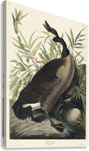 Canada Goose Canvas Print