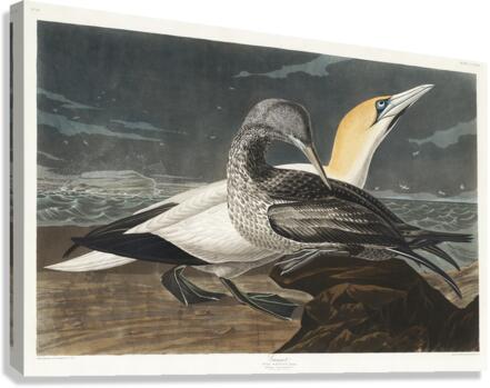 Gannet Impression sur toile