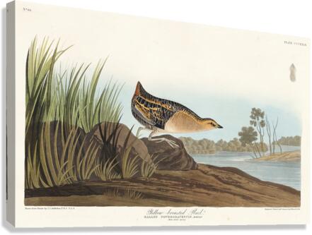 Yellow-breasted Rail Canvas Print